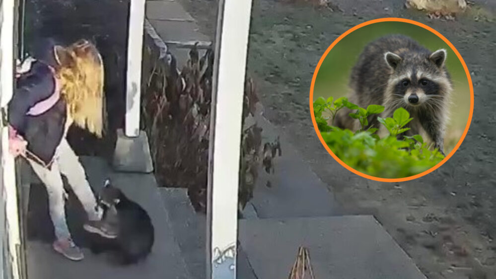 Video: mapache ataca a una niña en la puerta de su casa