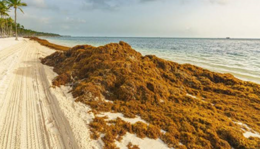 Amenaza primer recale de sargazo a siete playas de Cancún