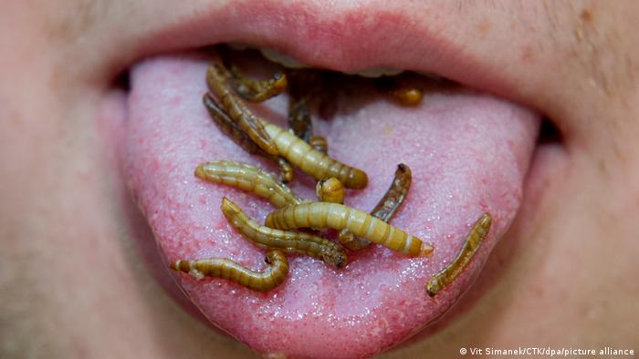 A comer insectos: Unión Europea autoriza dos especies aptas para consumo humano