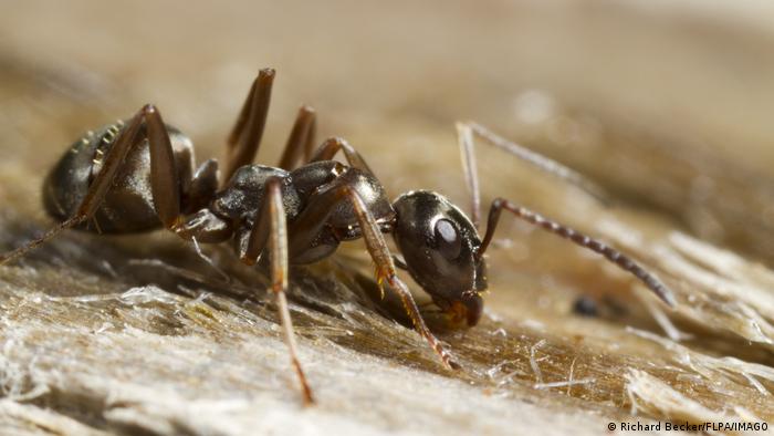 Hormigas pueden detectar olor del cáncer en la orina, revela estudio