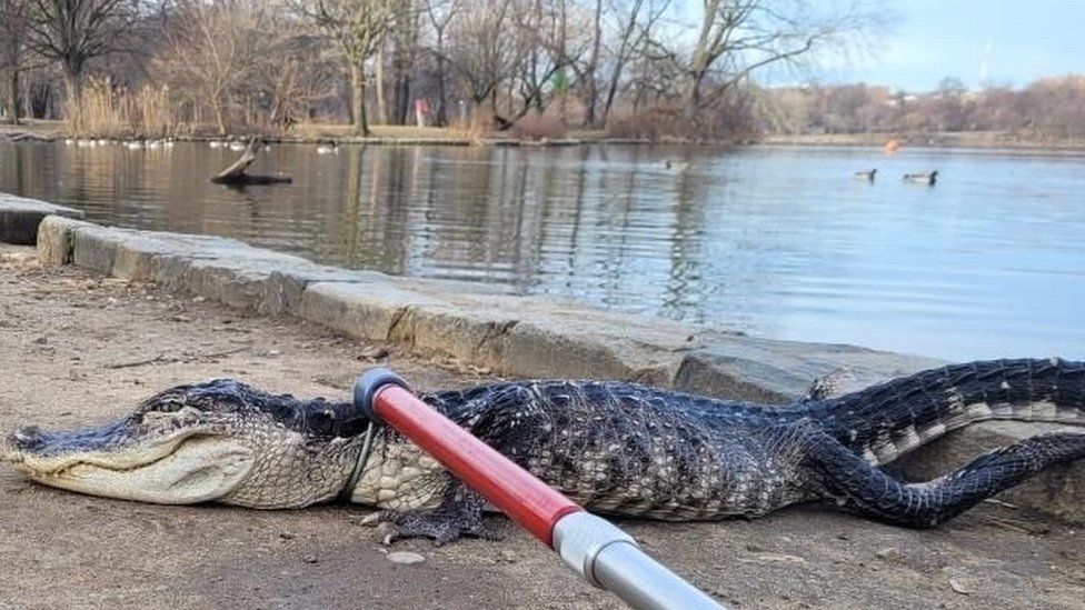 Nueva York: atrapan cocodrilo en parque a metros de unos niños