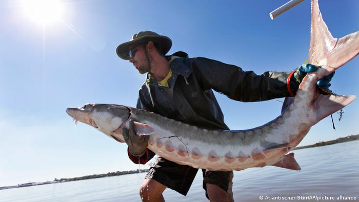 Cadáver de extraño pez prehistórico emerge en costas de Estados Unidos
