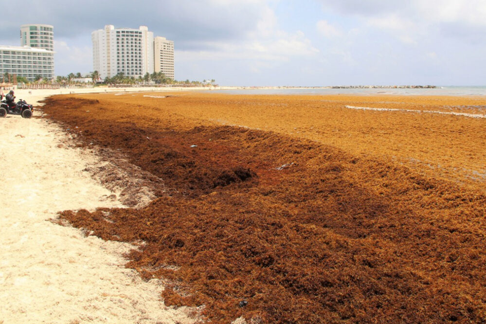 Cancún: sargazo rebasa niveles, previsiones y se adelanta tres meses