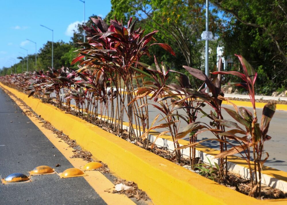 Embellecen Playa del Carmen con plantas nativas