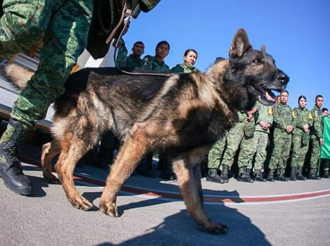 Turquía: lomito caído en cumplimiento de deber, muere ‘Proteo’ perro rescatista