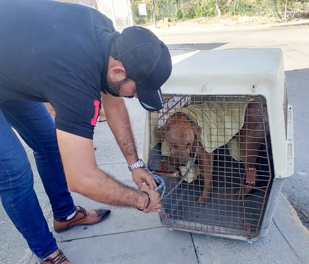 En Solidaridad cuidan a michis y lomitos; y se castiga el maltrato animal