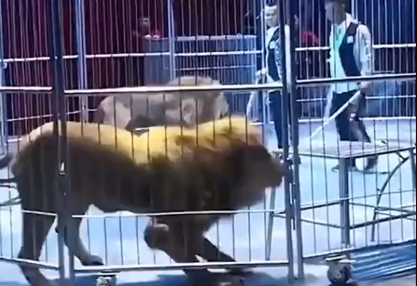 Video: Pánico por dos leones que se escapan de su jaula en un circo