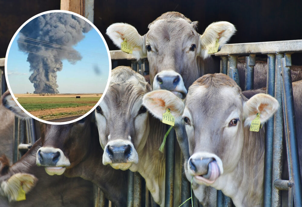¡Quema…la leche! Devastador incendio mata a 18 mil vacas lecheras en Estados Unidos