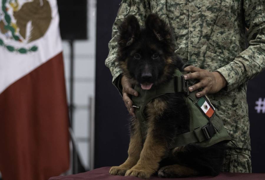 ¡De Turquía para México! Cachorro donado tras muerte de Proteo