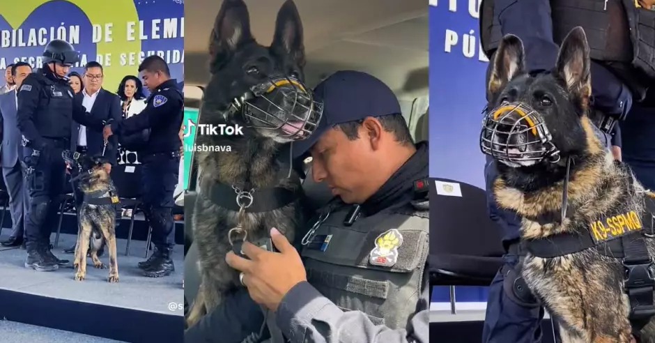 Lomito de servicio se jubila: Payler, el perro policía se vuelve viral
