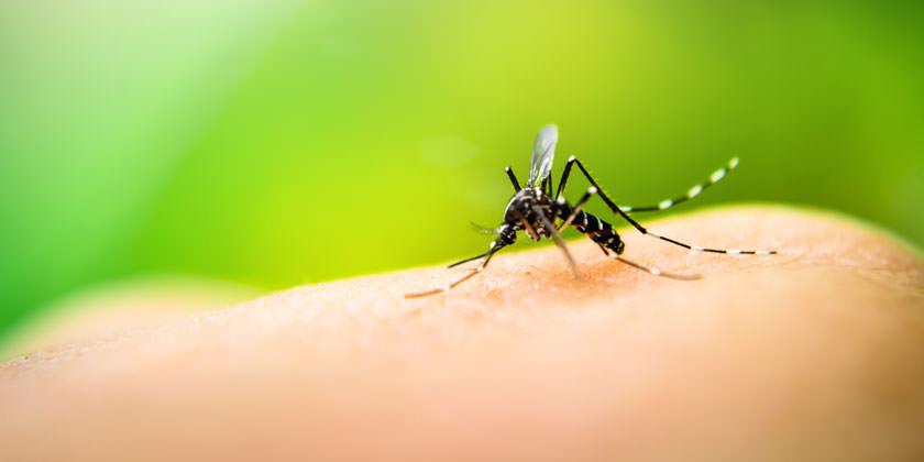 Emergencia en Perú por imparable aumento de dengue