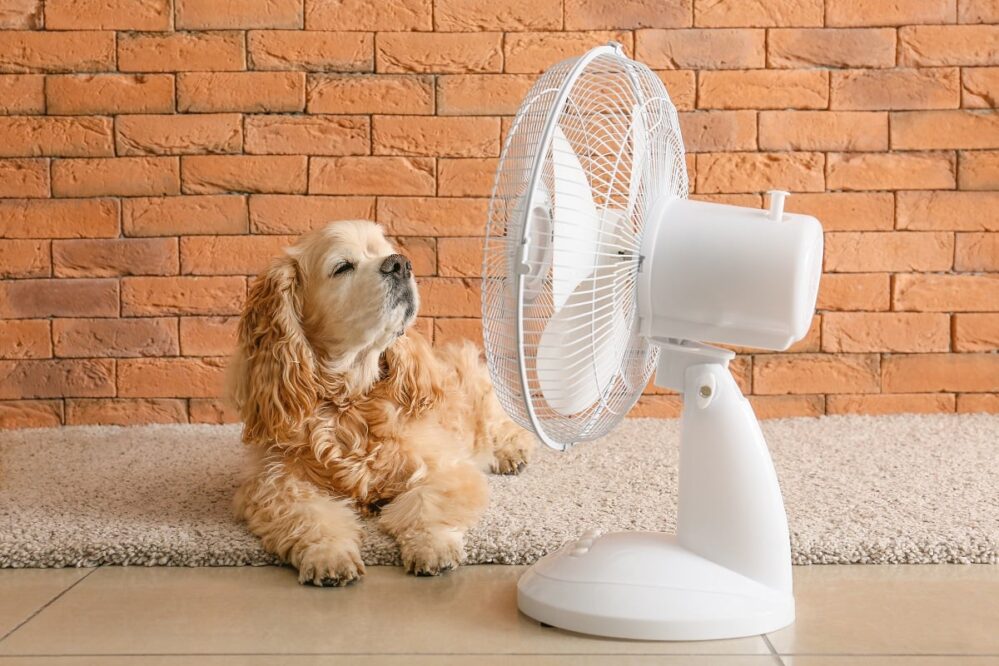 Aquí te decimos cómo proteger a tus mascotas de la ola de calor