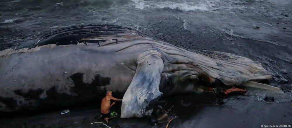 Hallan «tesoro» de 500,000 euros en una  ballena muerta