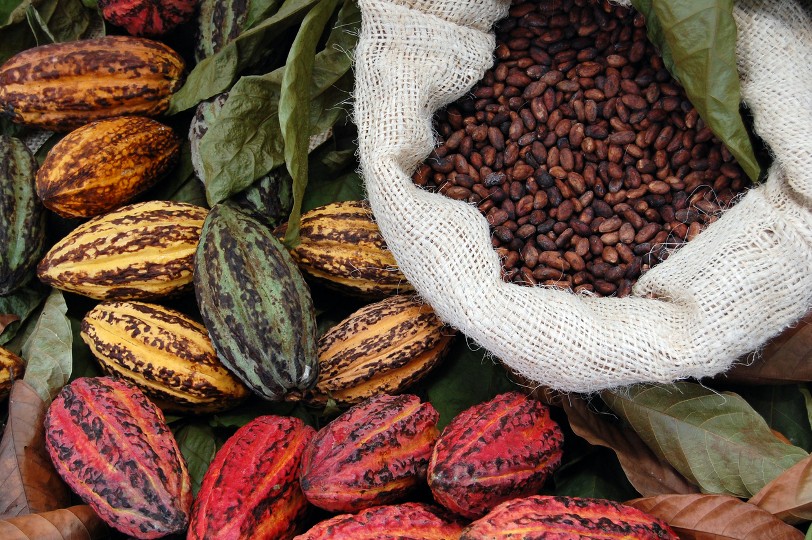¿Un chocolatito? Hoy se celebra el Día Mundial del Cacao: el alimento de los dioses