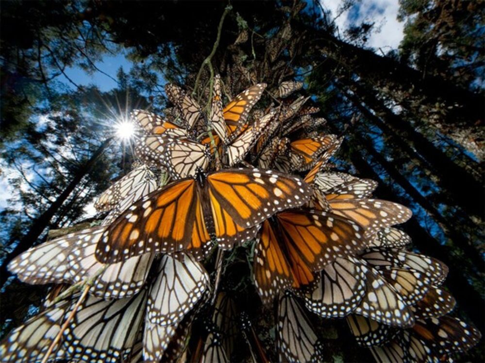 Al rescate de la mariposa monarca en México, siembran 2,600 árboles