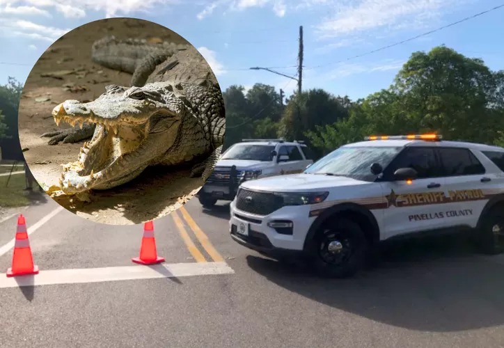 VIDEO ¡Terror en Florida! Descubren caimán devorando torso humano