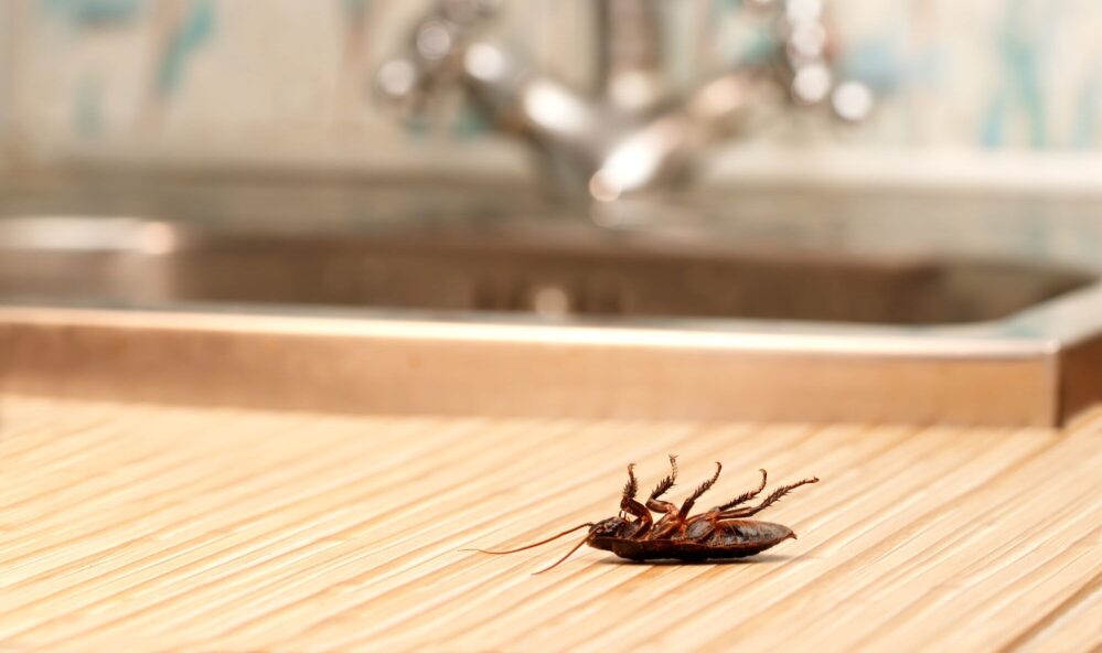 El jabón líquido es muy efectivo para matar cucarachas ¡Adiós insecticidas!