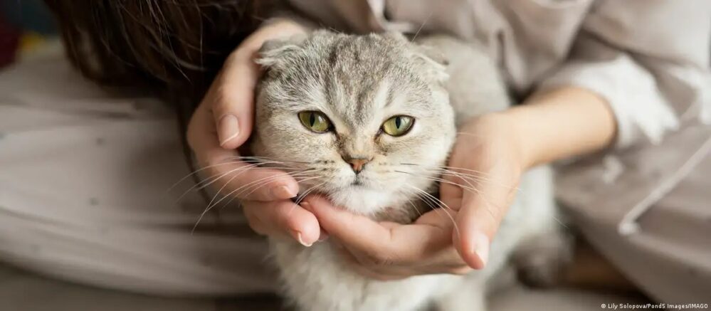 ¡Michis revelados! Científicos descubren cómo ronronean los gatos