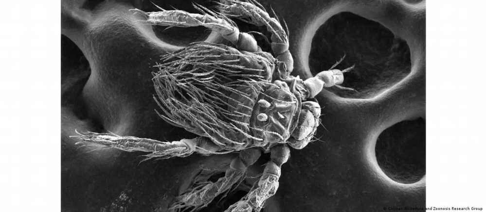 Chile: Descubren nuevo patógeno transmitido por ácaros