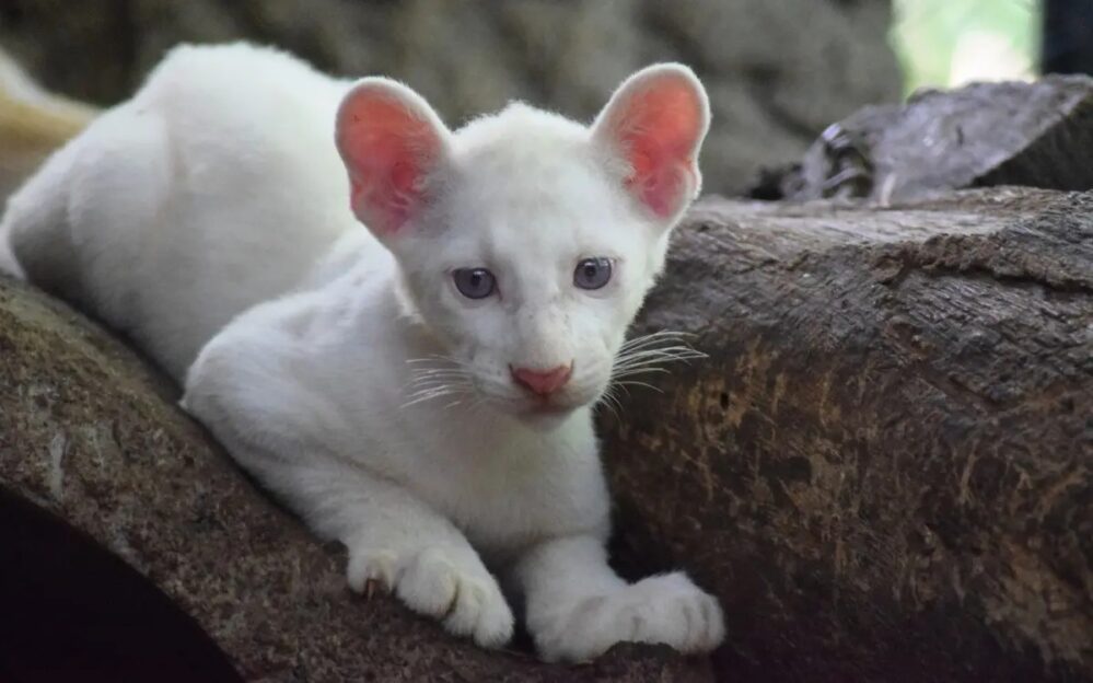 Itzae, la puma albina que nació en cautiverio