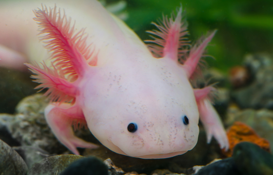 AdoptAxolotl: la campaña  de la UNAM para adoptar un ajolote y protegerlos