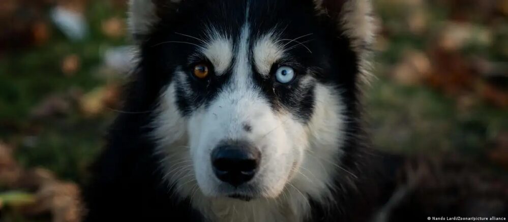 ¿Sabías que la mayoría de los perros tienen los ojos castaños? Te decimos por qué