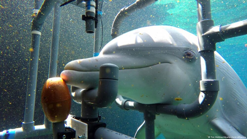 Delfines mulares tienen un ‘séptimo sentido’, revela nuevo estudio