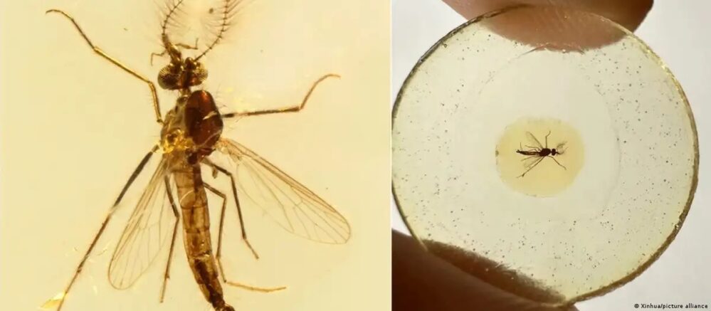 Fósil descubierto reveló que los mosquitos macho también chupaban sangre