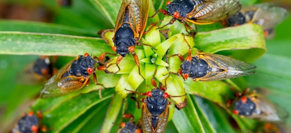 Naturaleza: millones de cigarras emergerán simultáneamente en Estados Unidos