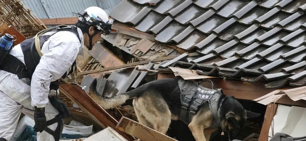 Lomito salva a ancianita en Japón, después de 72 horas del terremoto