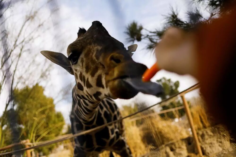 VIDEO: Benito llega a su nueva casa, la jirafa ya está en Africam Safari