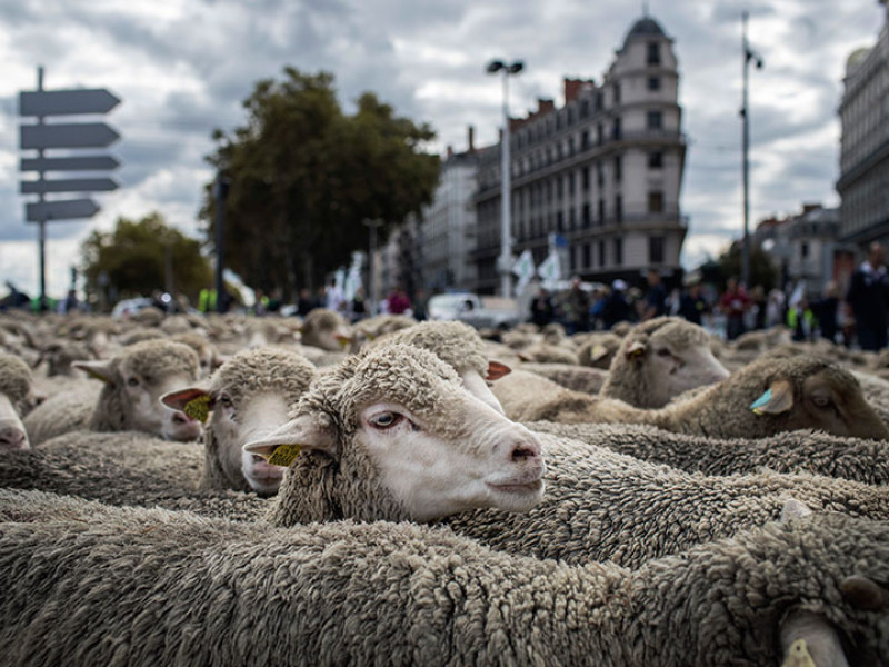 Con tractores y ovejas protestan agricultores, crece la crisis en Europa