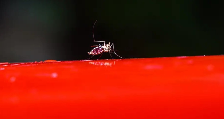 Nuevo estudio descubre que virus del Zika podría usarse en tratamiento contra el Cáncer