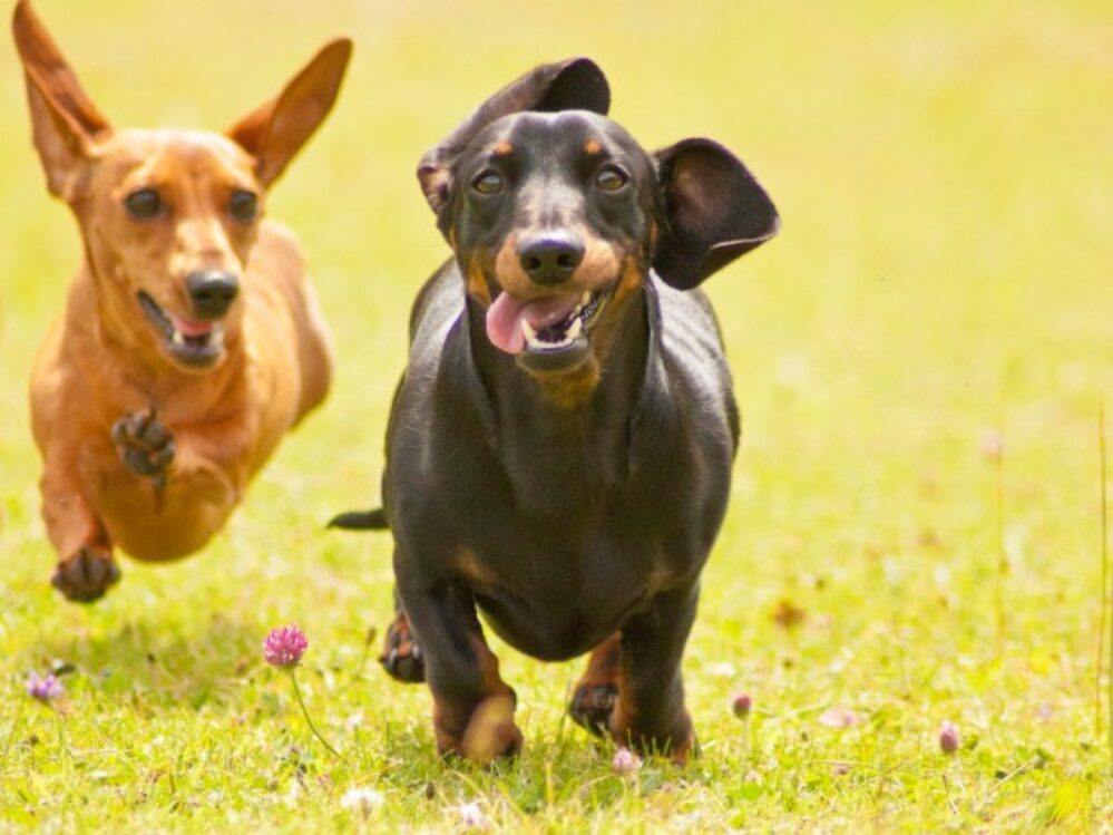 Estudio revela las razas de perros que viven más tiempo