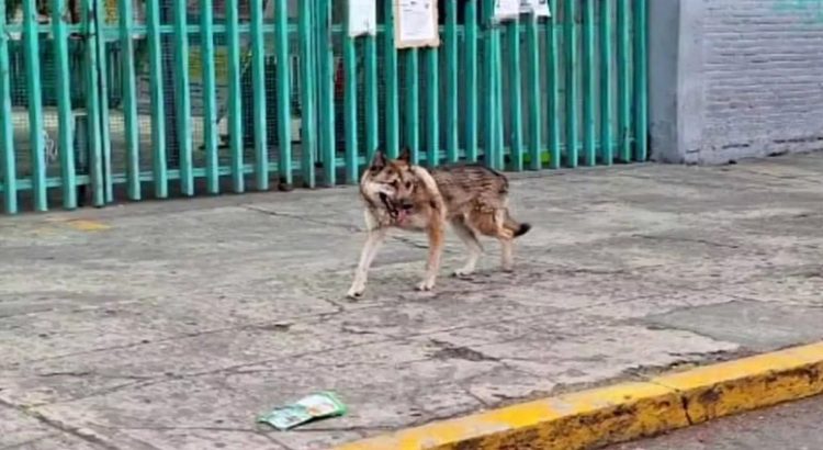 ¿Eres tu caperuzo? Menor ayuda a atrapar lobo que se escapó de zoológico en Ciudad de México