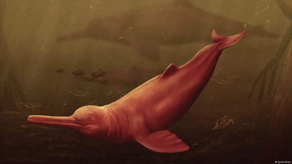 Descubren un antiguo delfín gigante amazónico