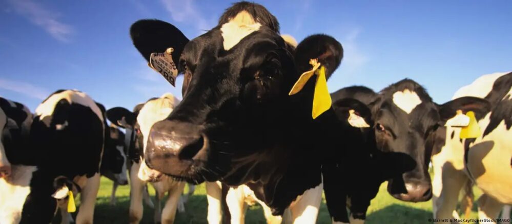 Vaca modificada genéticamente produce insulina humana en su leche