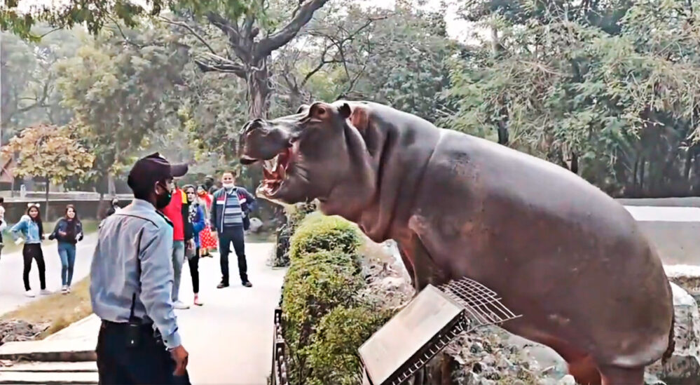 ¡Héroe anónimo! Guardia de seguridad arriesga su vida para impedir la fuga de un hipopótamo en un zoológico