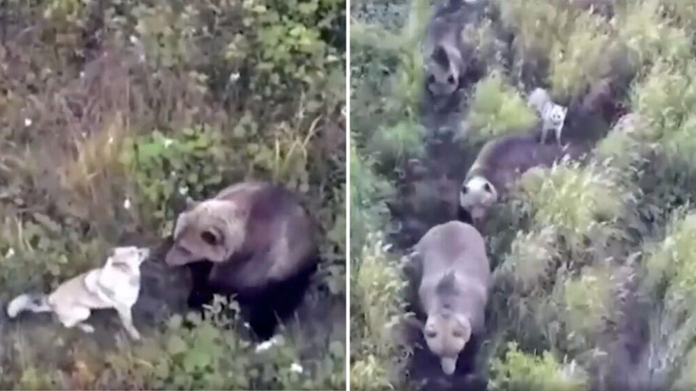 ¡Husky se fue de parranda! Y lo encuentran jugando con osos en Rusia