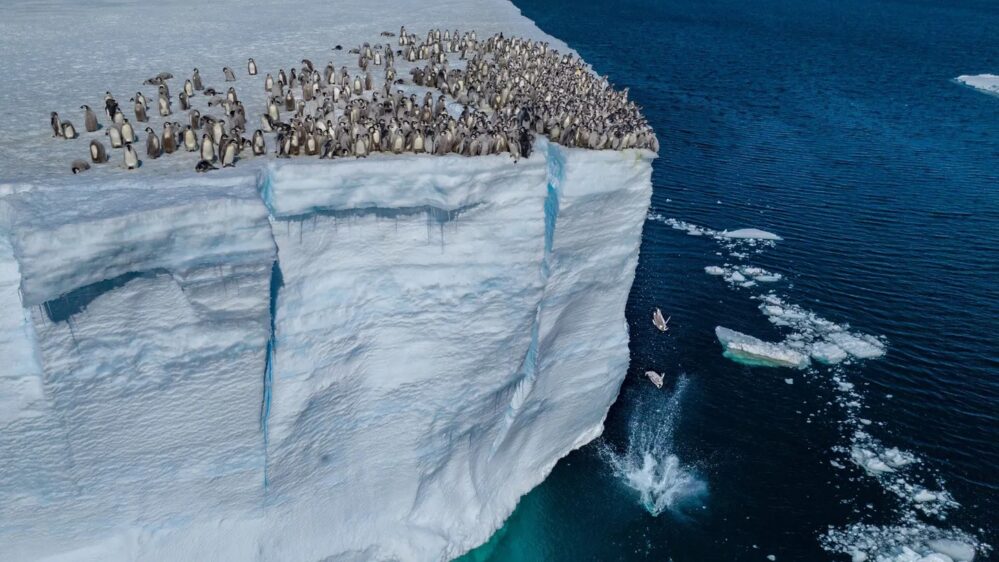 ¿Por qué los polluelos de pingüino emperador saltan desde un acantilado?