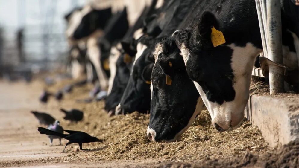 Preocupa brote de gripe aviar en vacas lecheras que se propaga en Ohio, Kansas y Nuevo México
