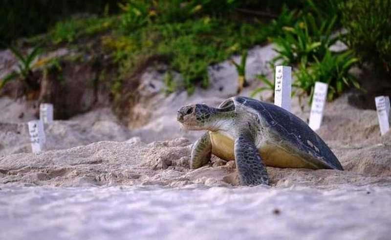 Playa del Carmen: Inició temporada de anidación de tortugas marinas y hacen este llamado a la ciudadanía