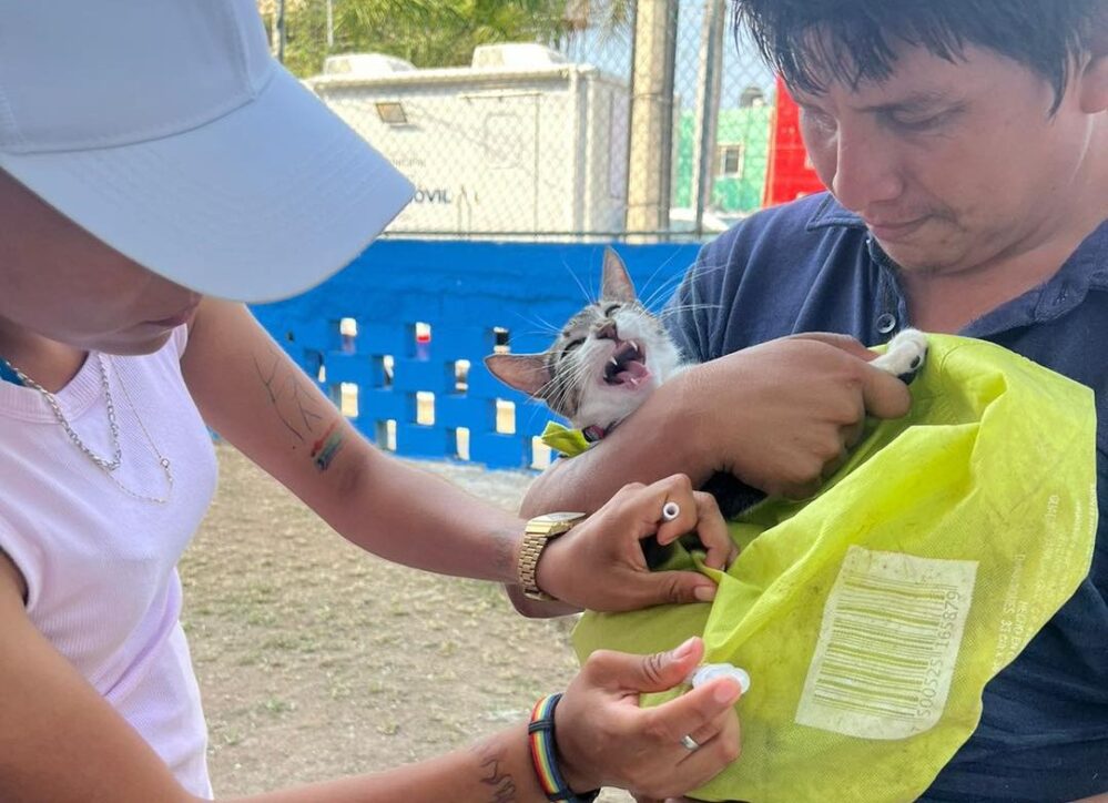 Playa del Carmen: protege a tus mascotas y lleva a vacunar a michis y lomitos