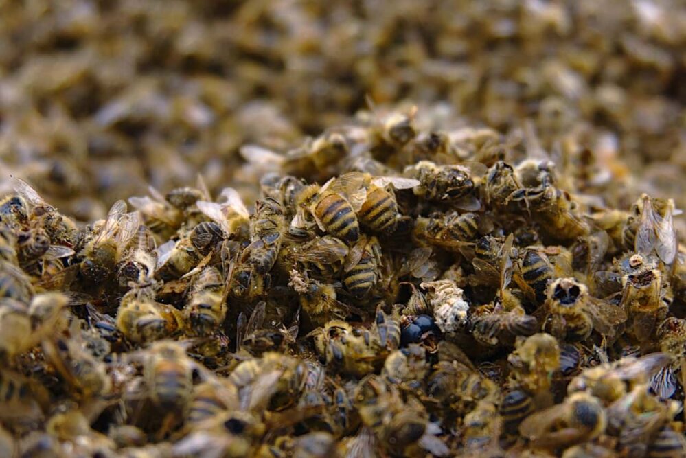 Las abejas de Quintana Roo: Una alerta temprana de contingencia ambiental