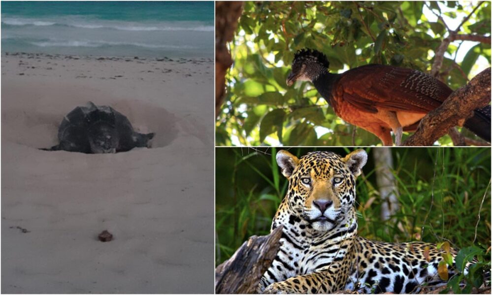 La fauna silvestre de Playa del Carmen en riesgo por la intensa sequía: ¡Conoce la situación actual!