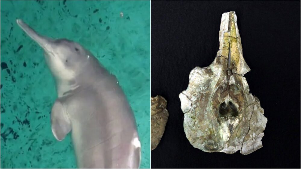 ¡Descubrimiento asombroso! El fósil del delfín baiji más antiguo revela secretos de la antigüedad