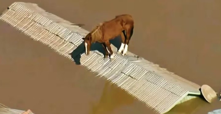 «Inspirador rescate de ‘Caramelo’: El Caballo atrapado en un techo durante las inundaciones en Brasil»