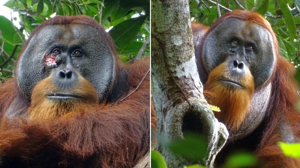 Rakus: Un orangután de Sumatra se curó aplicándose un ungüento que hizo al masticar una planta medicinal