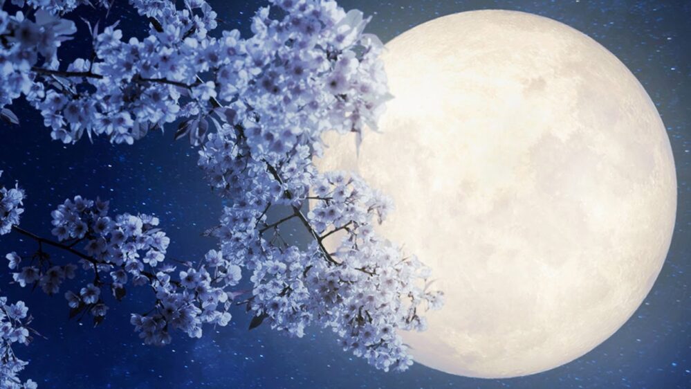 Llega la Luna de Flores del mes de mayo, una hermosa Luna llena