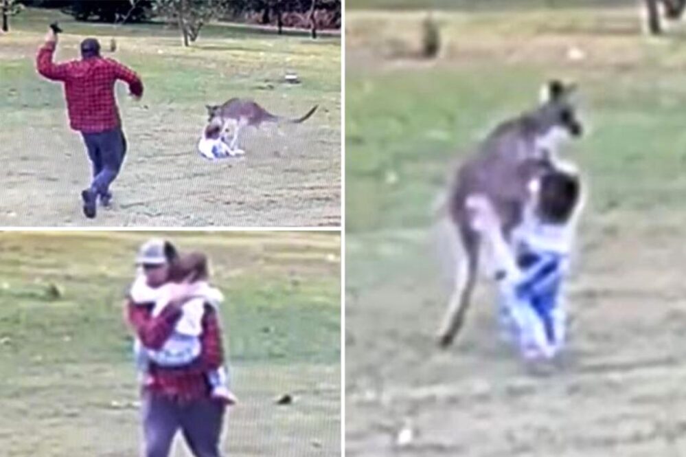 Una niña sobrevive al ataque inesperado de un canguro, cámara graba el incidente